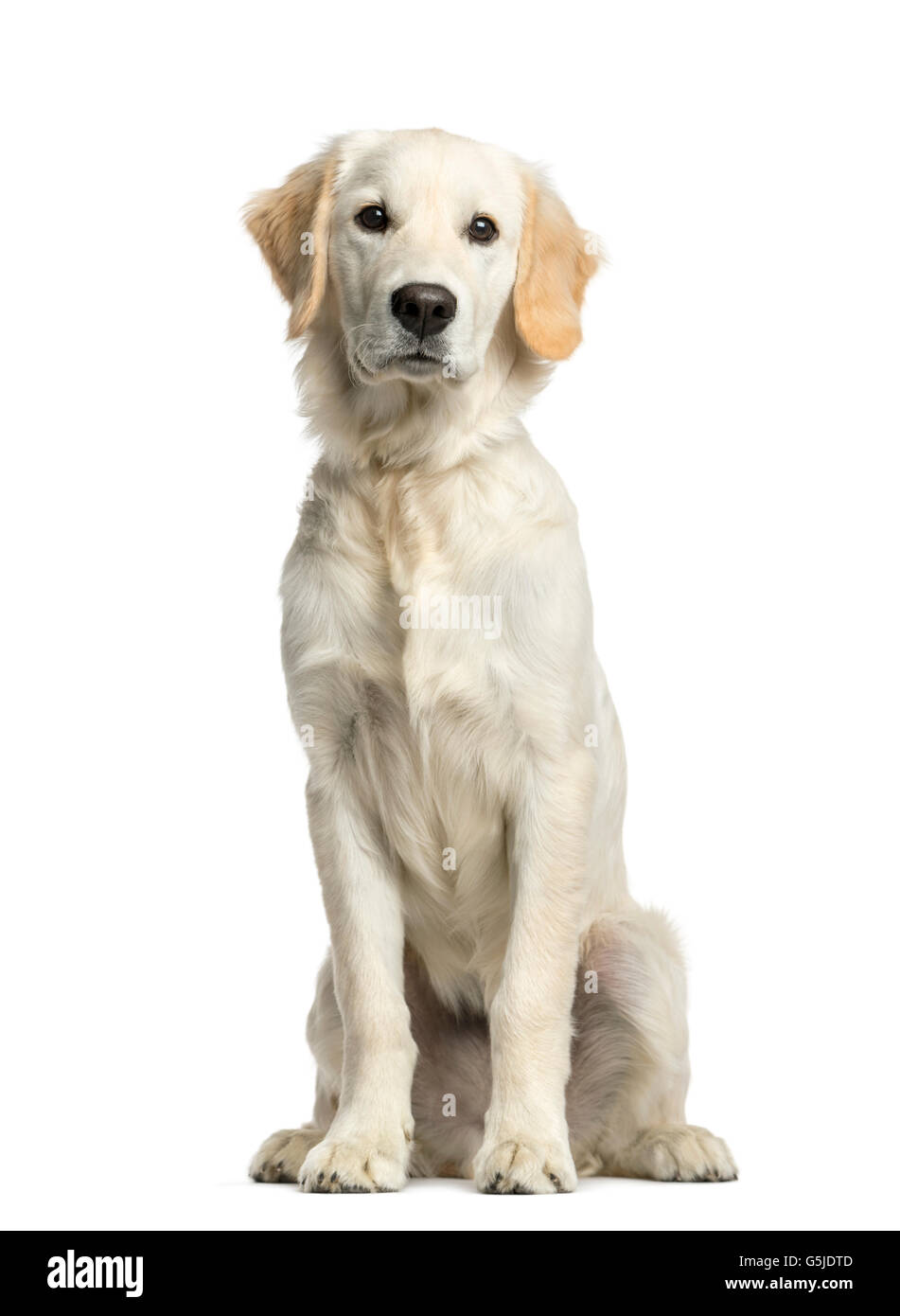 Golden retriever sitting in front of a white background Stock Photo - Alamy