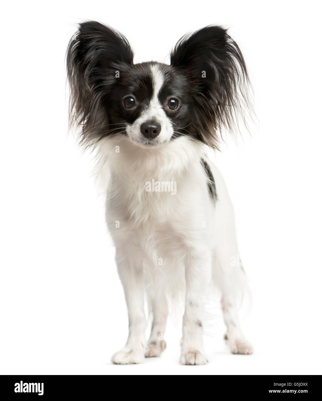Papillon Cut Out Stock Images & Pictures - Alamy