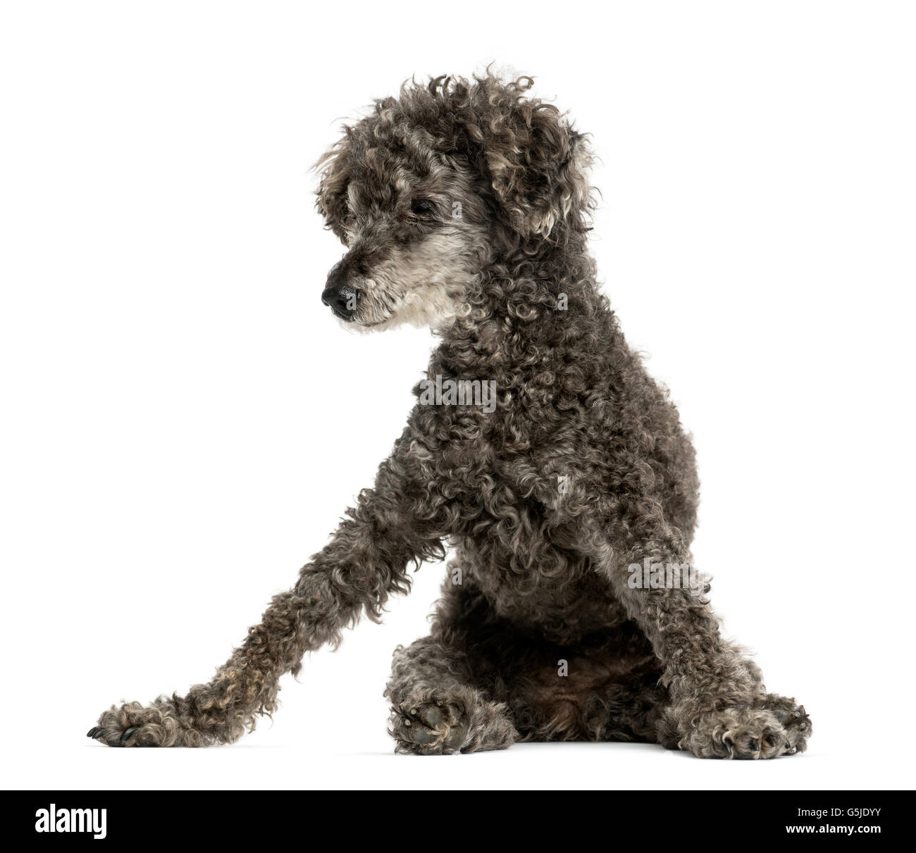 Poodle sitting in front of a white background Stock Photo - Alamy