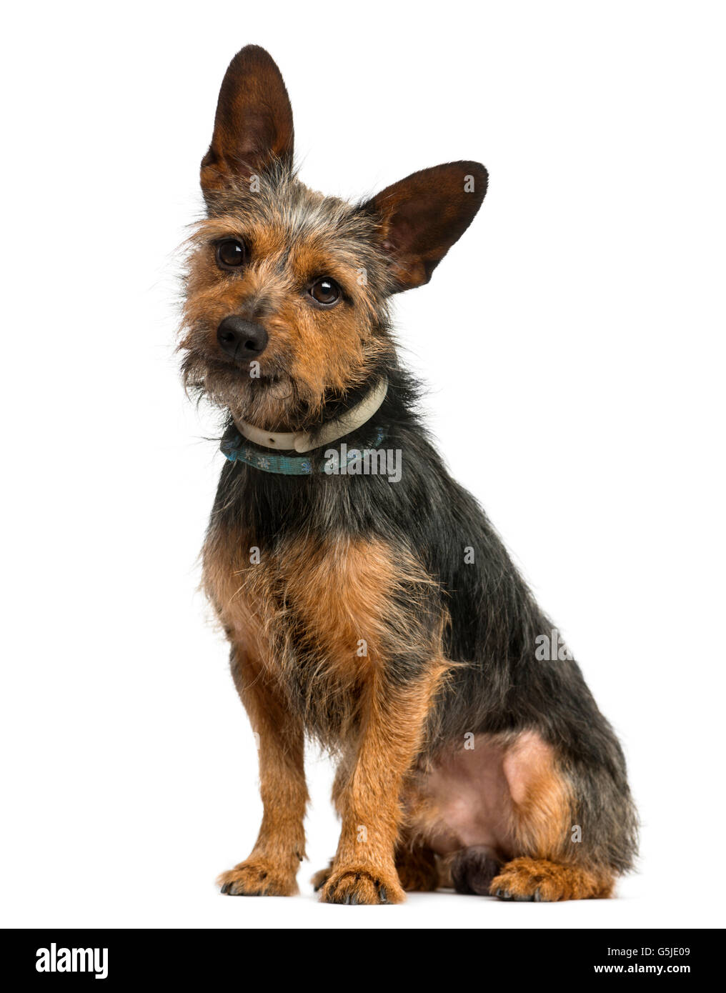 Crossbreed dog sitting in front of a white background Stock Photo - Alamy