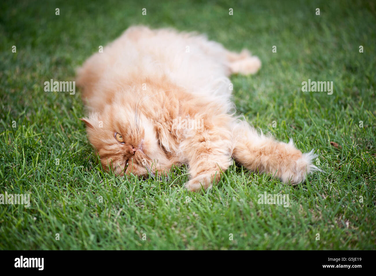 Cat lying down on grass hi-res stock photography and images - Alamy