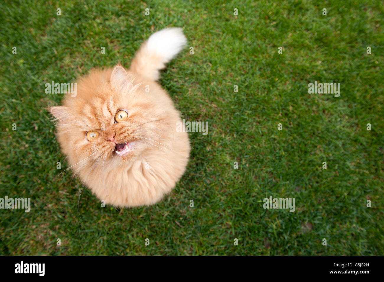 High angle view of Persian cat meowing Stock Photo