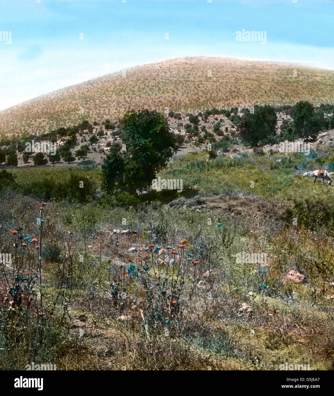 Der Berg Tabor bei Nazareth, 1920er Jahre. Mount Tabor near Nazareth, 1920s Stock Photo Alamy