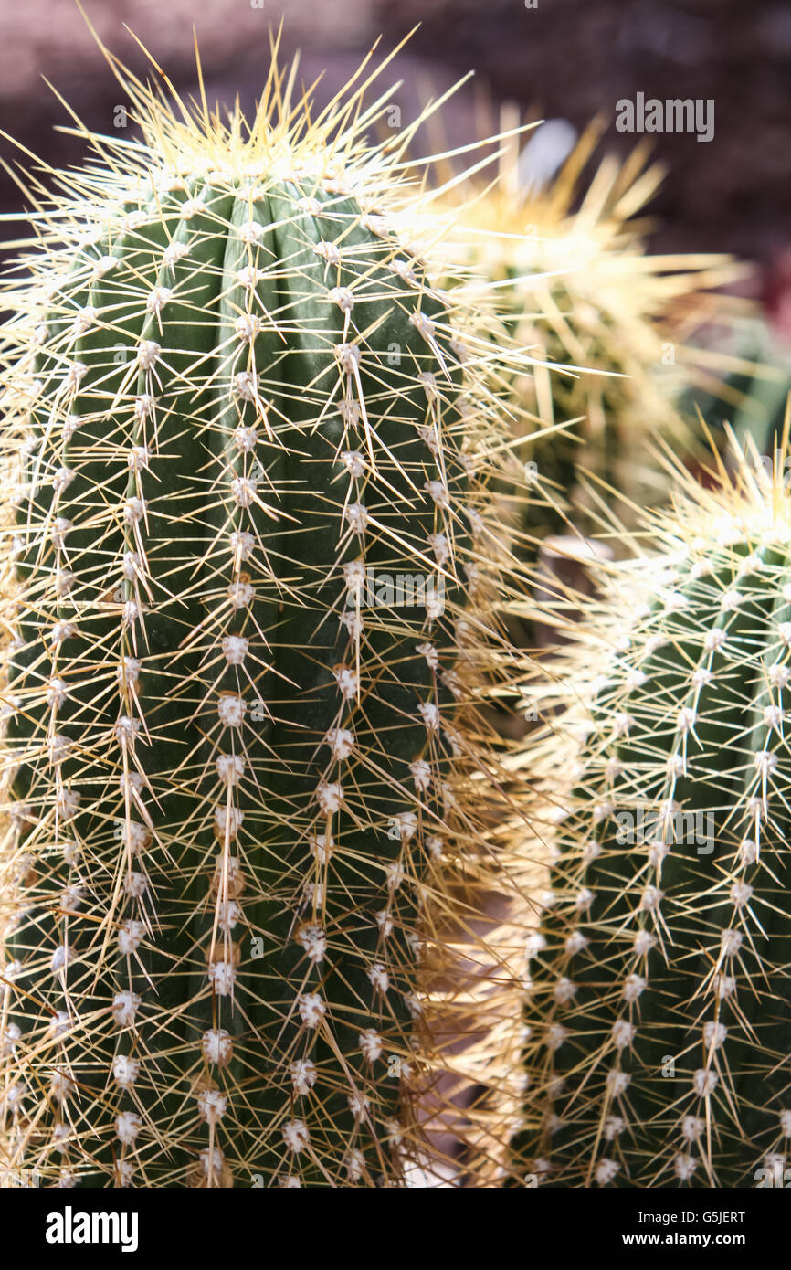 Detail of the Hedgehog cactus (Echinopsis bruchii) Stock Photo