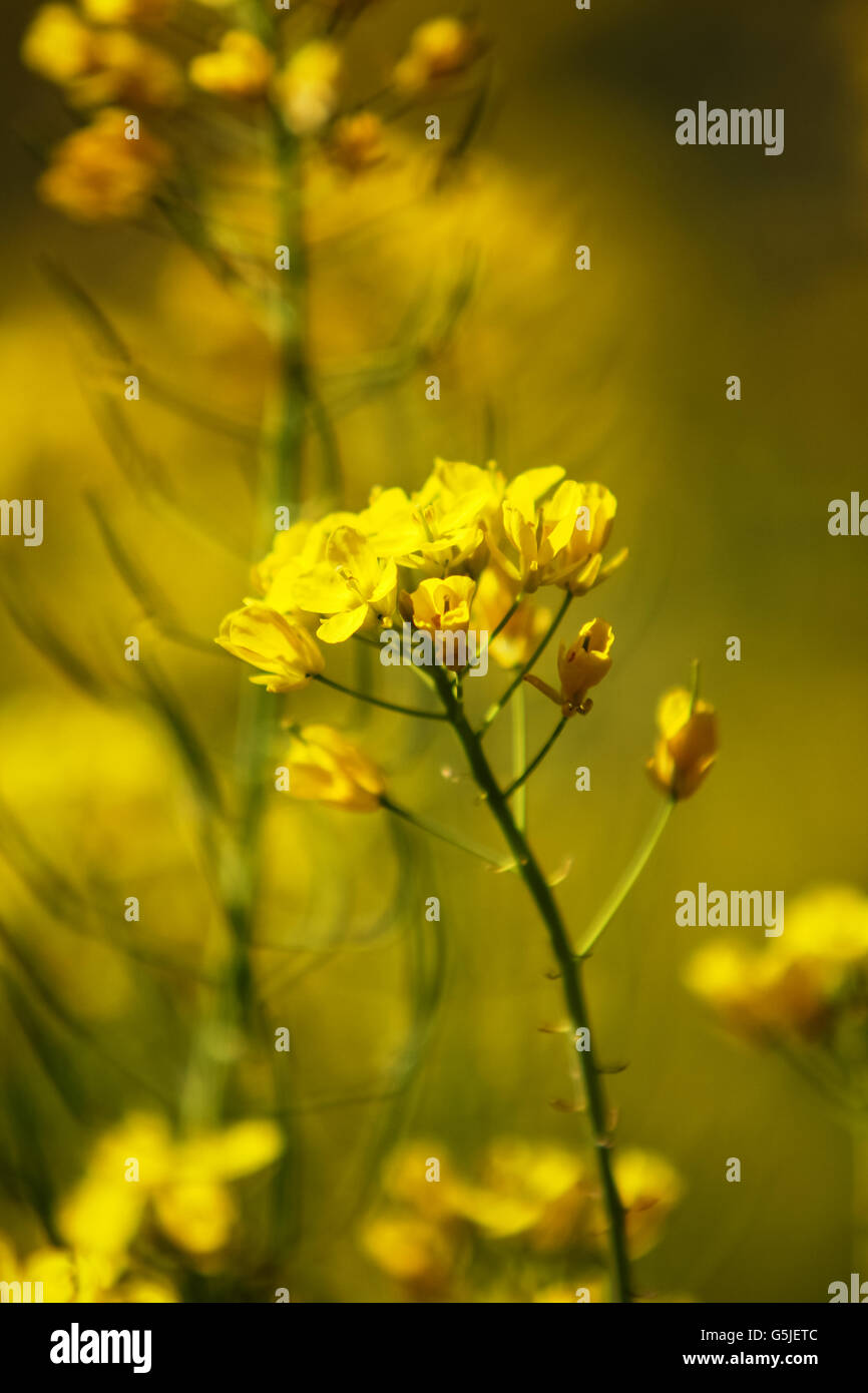 Close up view at Field mustard (Brassica rapa) in the field Stock Photo
