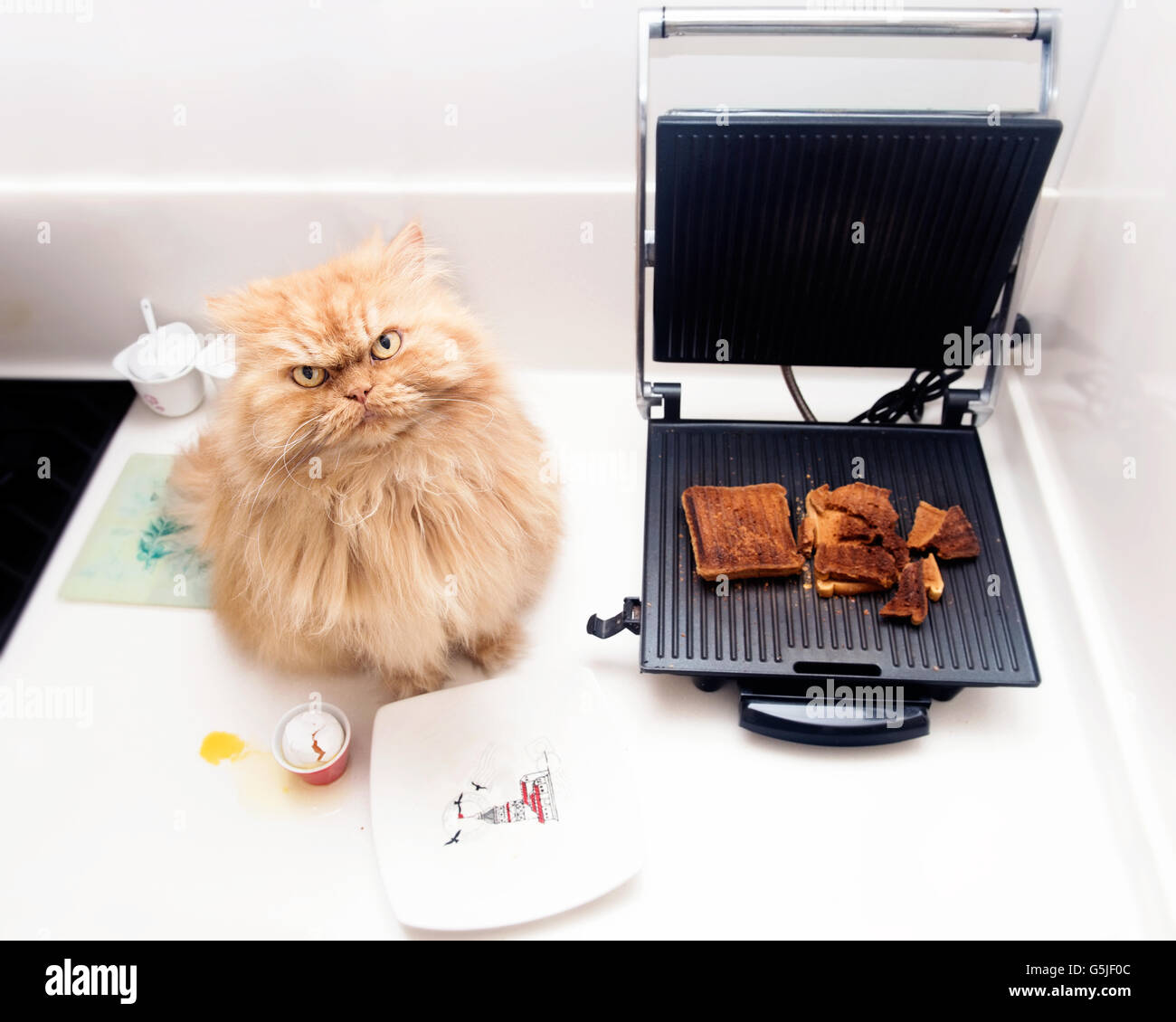 Cat on kitchen counter hires stock photography and images Alamy
