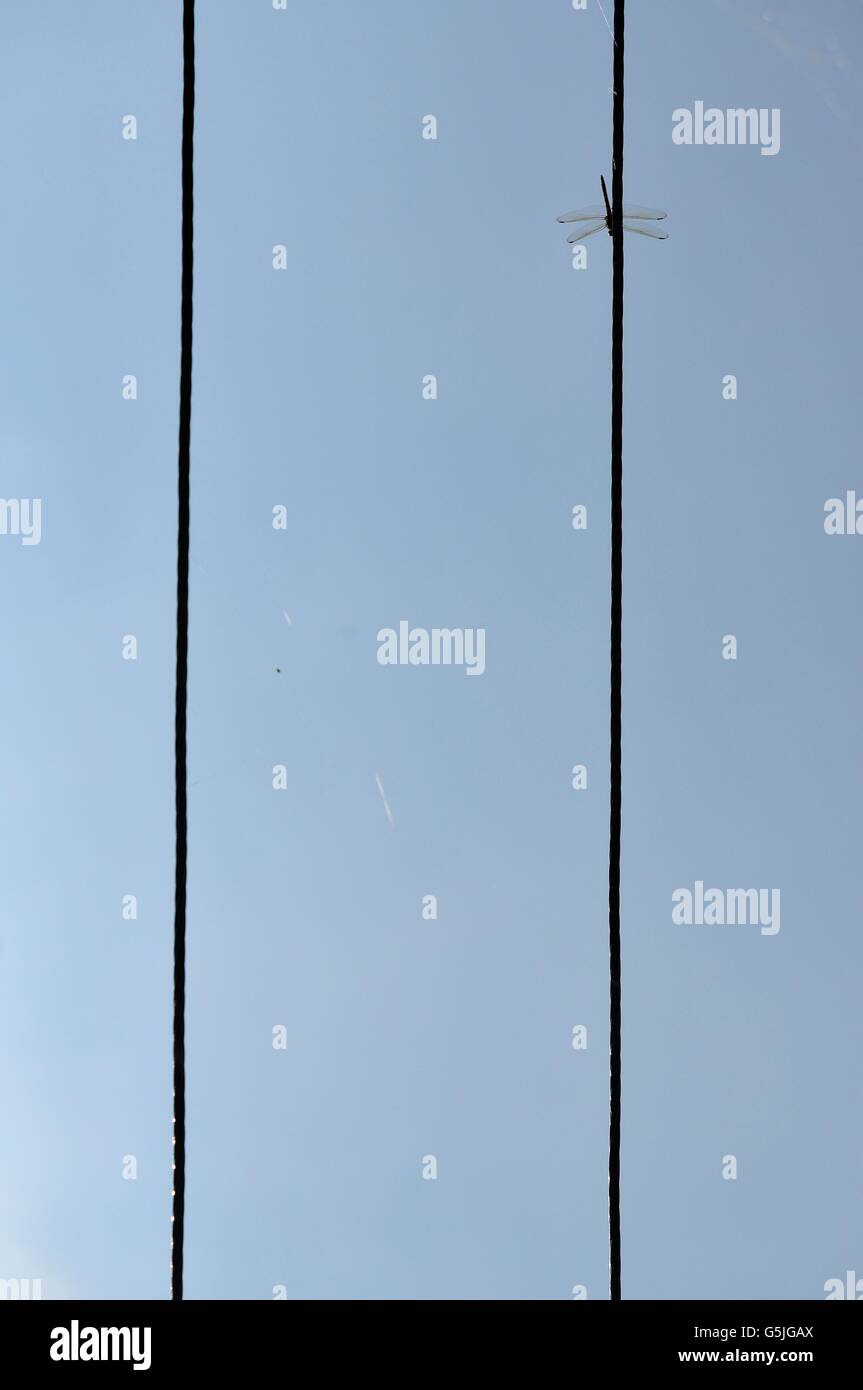 Adapting Stock Photo