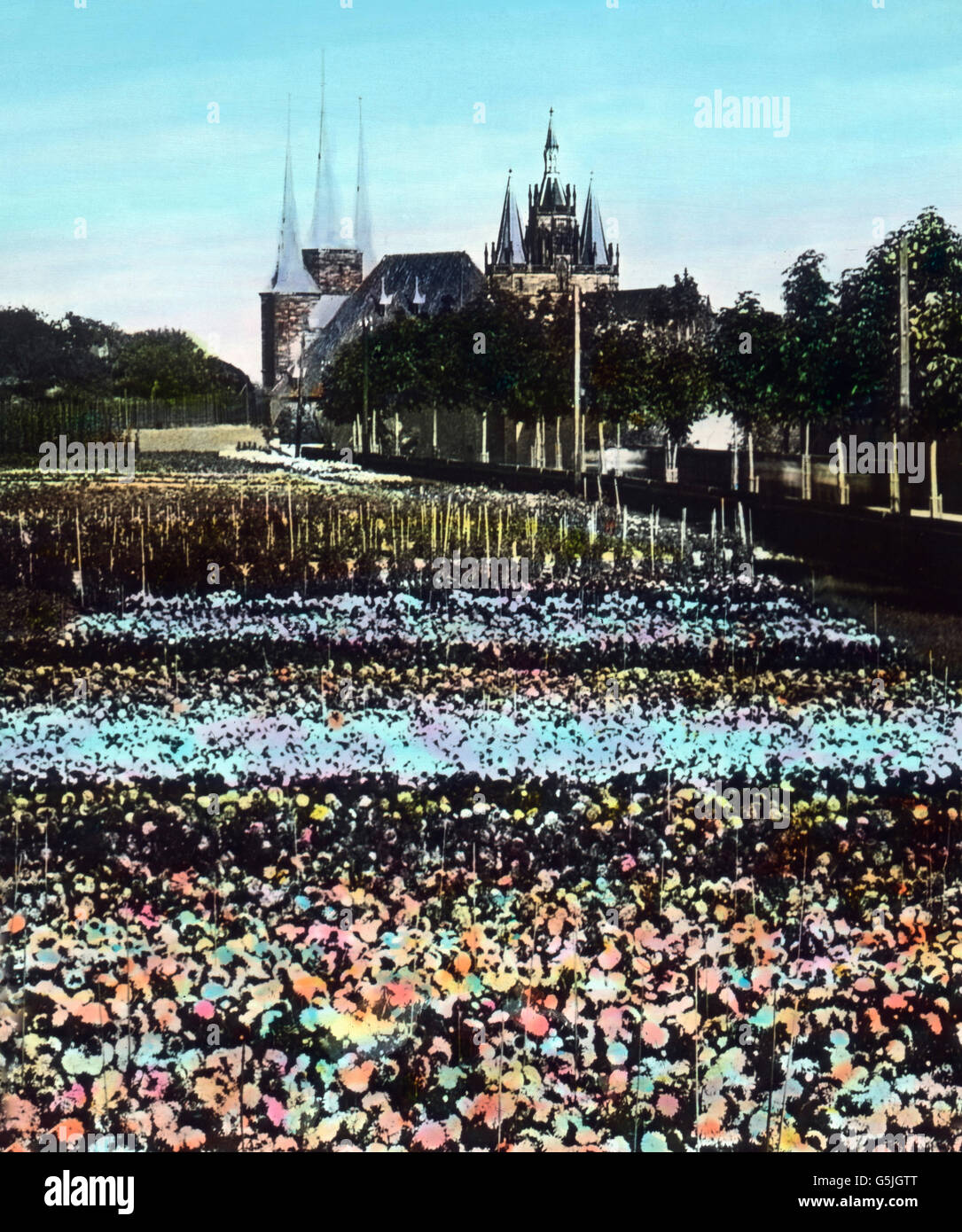 Blumenfelder am Lauentor in Erfurt, Thüringen, 1920er Jahre. Flower