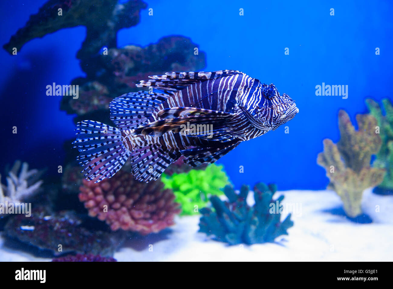 fish lionfish in the aquarium on the blue background with Red sea Stock Photo