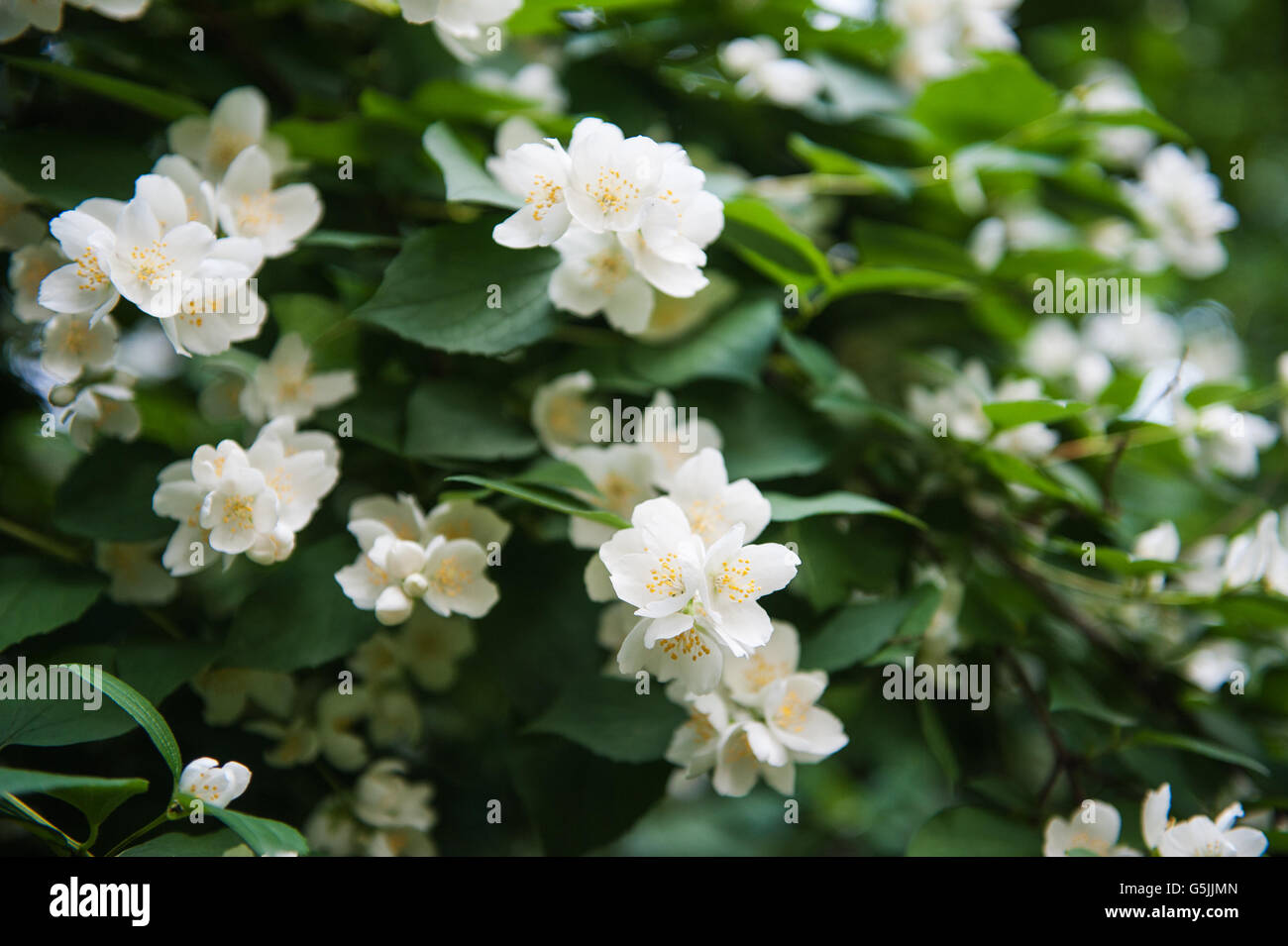 Jasmine bush in full blossom at summer park Stock Photo Alamy
