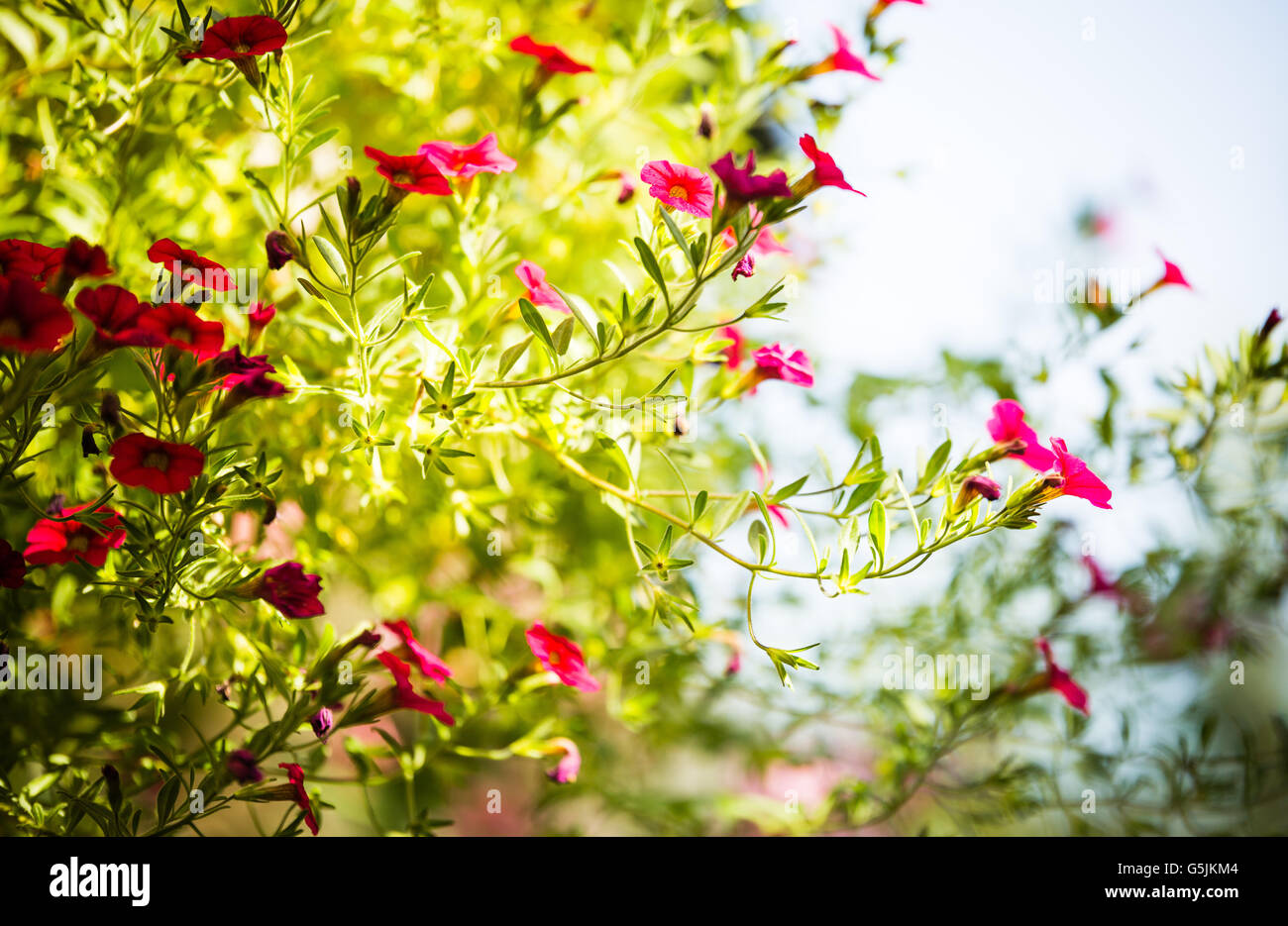 red flowers in garden Stock Photo