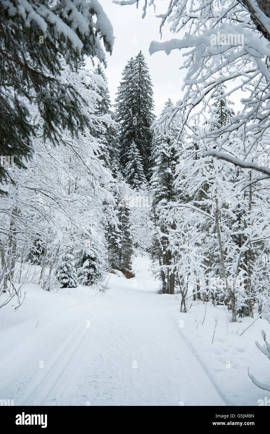 Österreich, Salzburger Land, Kleinarl bei Wagrain, Jägersee Stock Photo