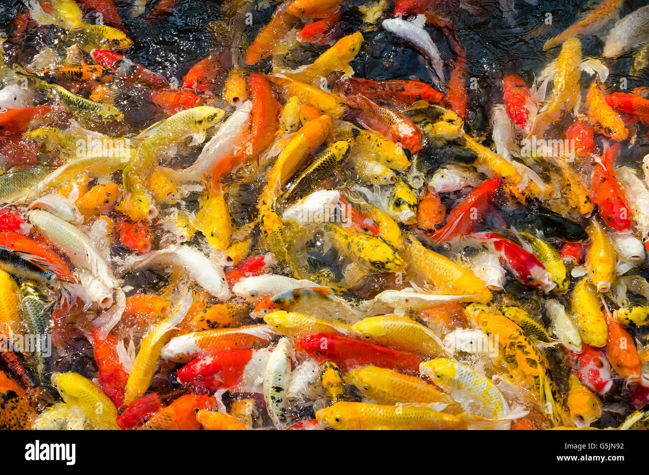 Golden Yellow Koi Carp Stock Photos & Golden Yellow Koi Carp Stock