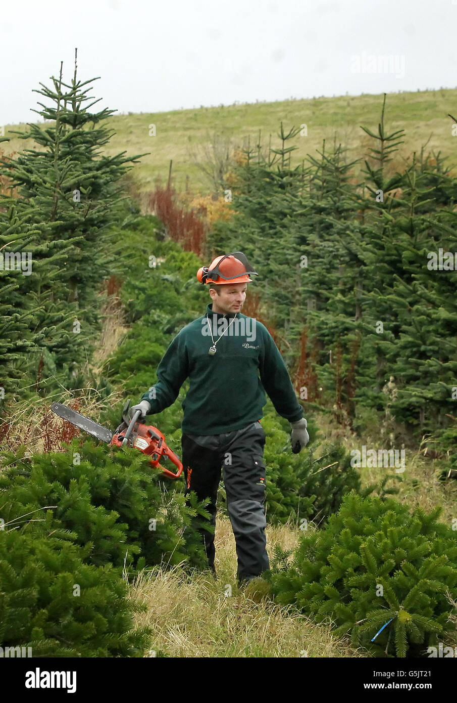 Workers cut down and package Christmas Trees at the Green Team ...