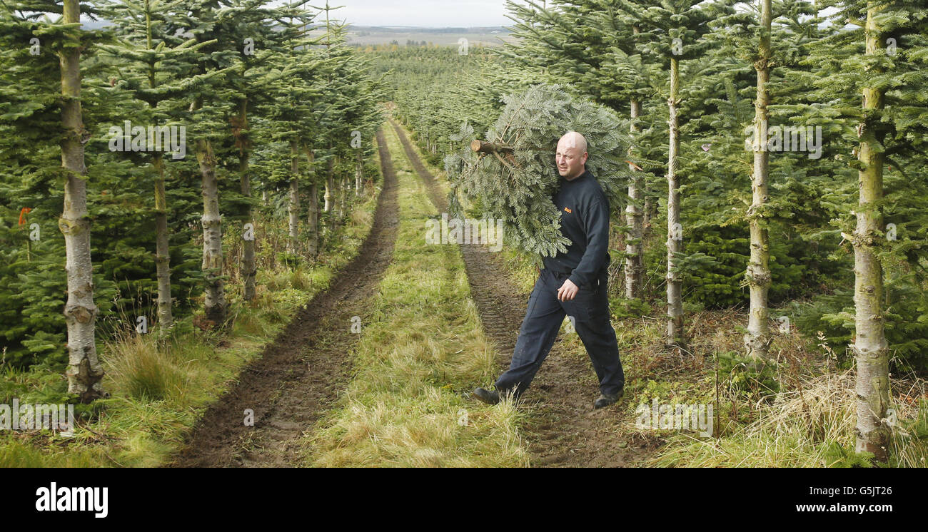 News consumer trees hires stock photography and images Alamy