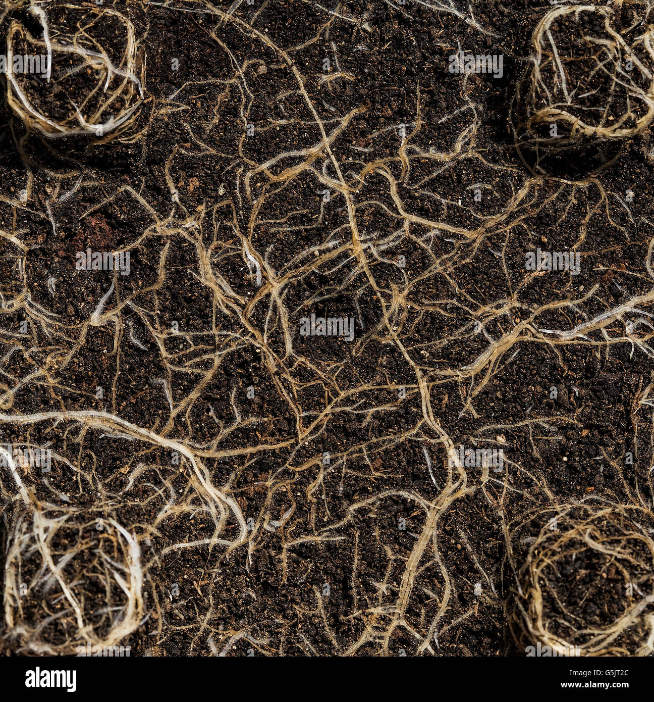 Plant is growing some roots in soil Stock Photo Alamy