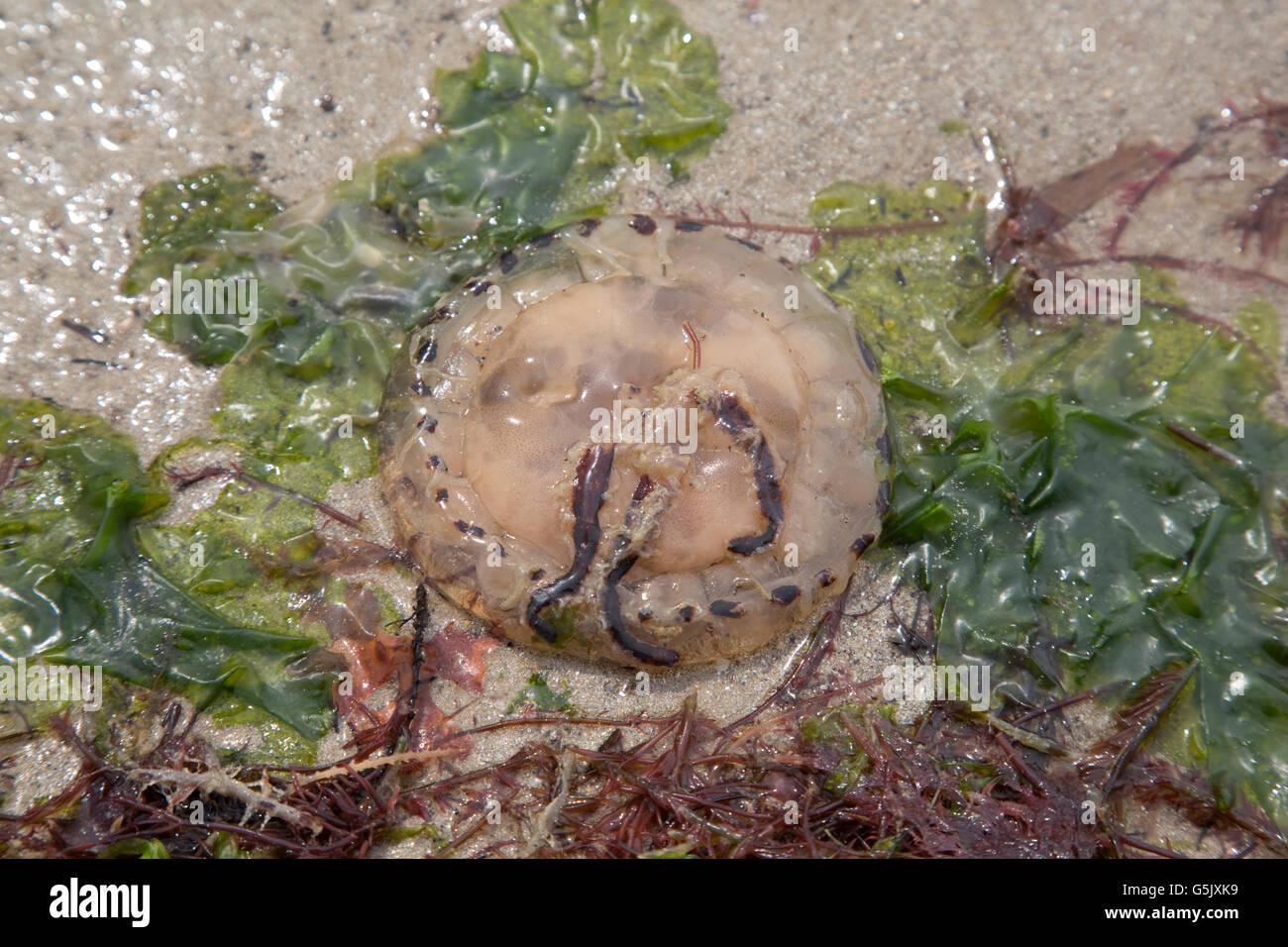 Jellyfish stranded on sandy beach La Barre-de-Monts Loire France Stock Photo