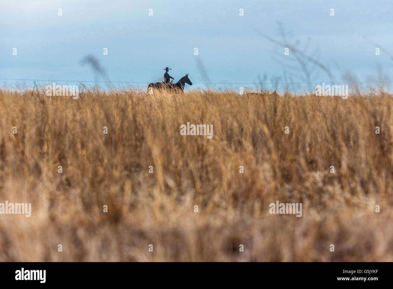 Wooden cut-out of cowboy riding a horse on the horizon of a grain field in north east Nebraska Stock Photo
