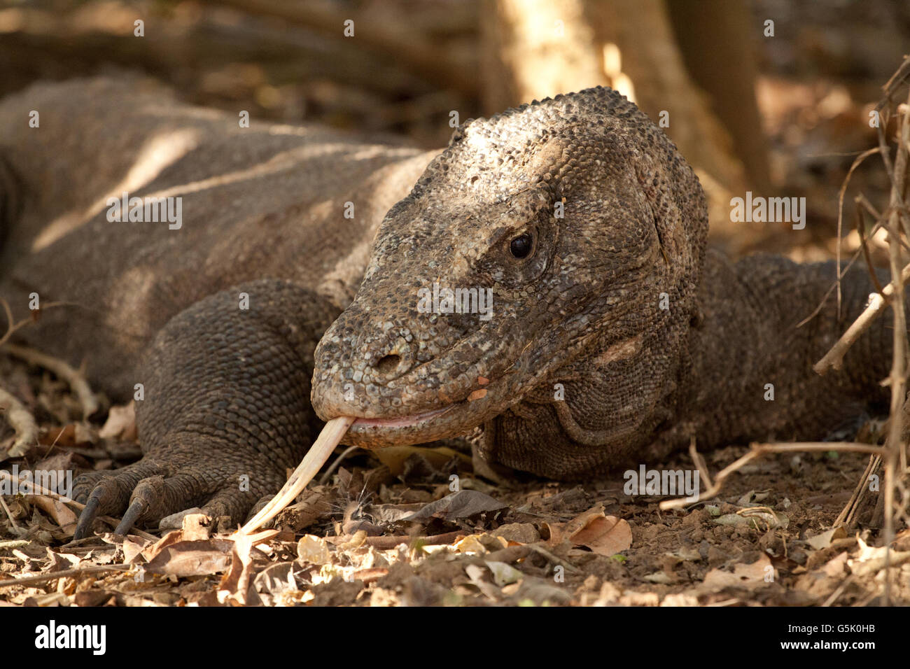 Komodo Dragon, the largest lizard in the world Stock Photo - Alamy