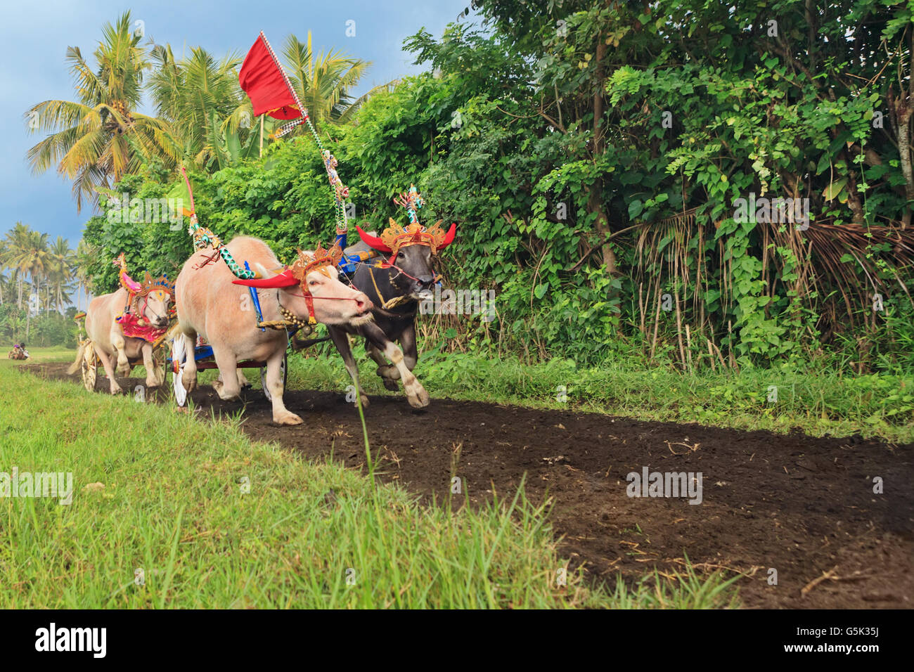 Running bulls decorated by beautiful decoration in action on traditional balinese water buffalo races Makepung Stock Photo