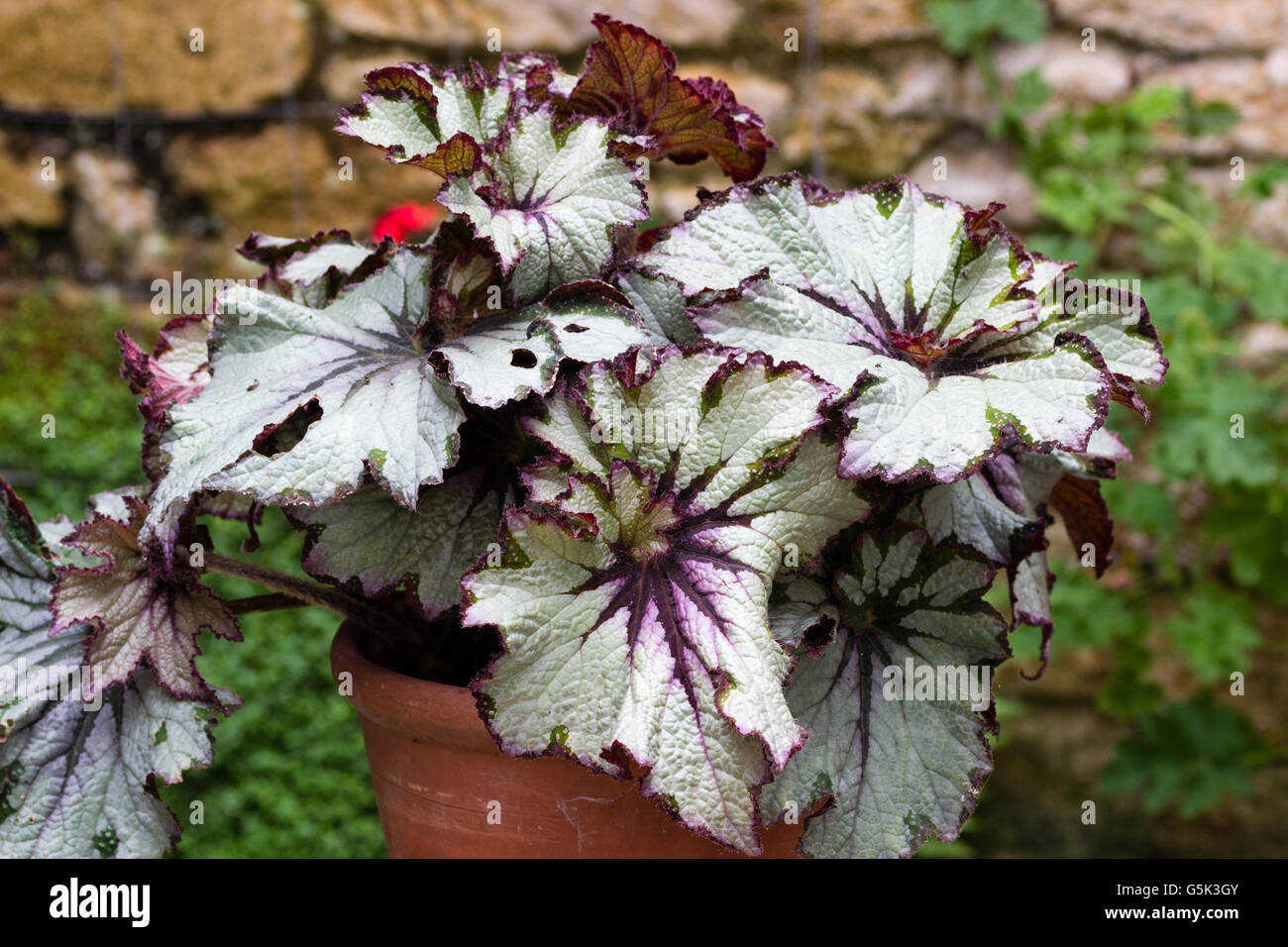 Begonia rex hi-res stock photography and images - Alamy