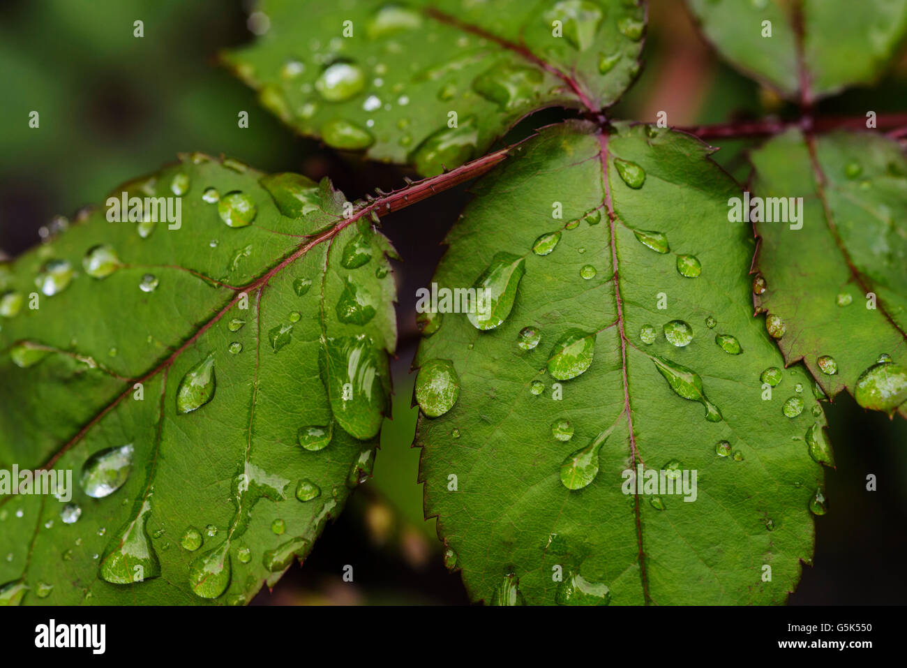 Rainwater on leaves background hi-res stock photography and images - Alamy
