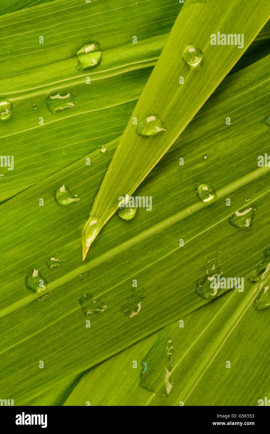 Rainwater on leaves background hi-res stock photography and images - Alamy