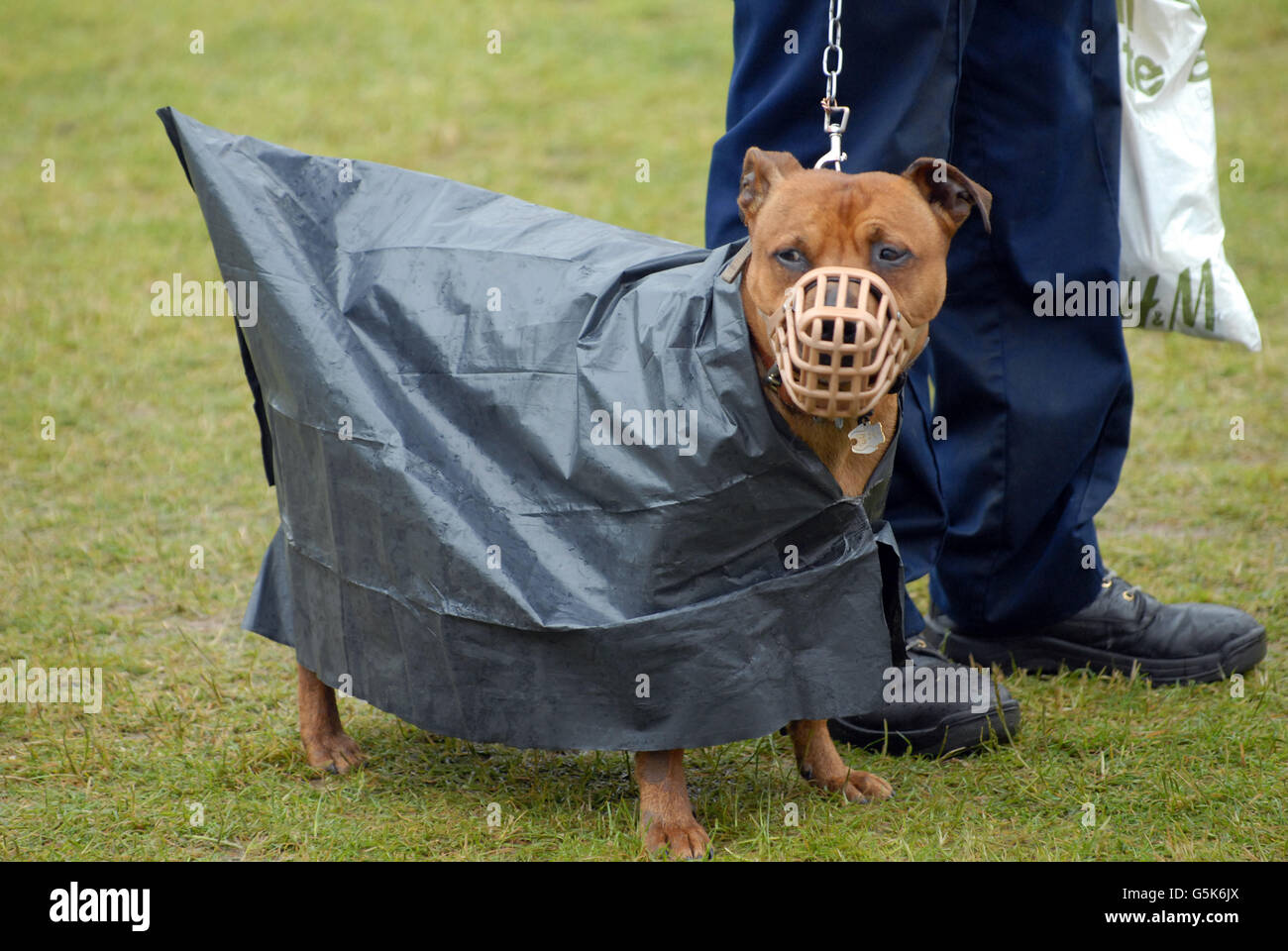 London, UK, 20 June 2016, Dog with home made bin bag rain coat in London. Stock Photo