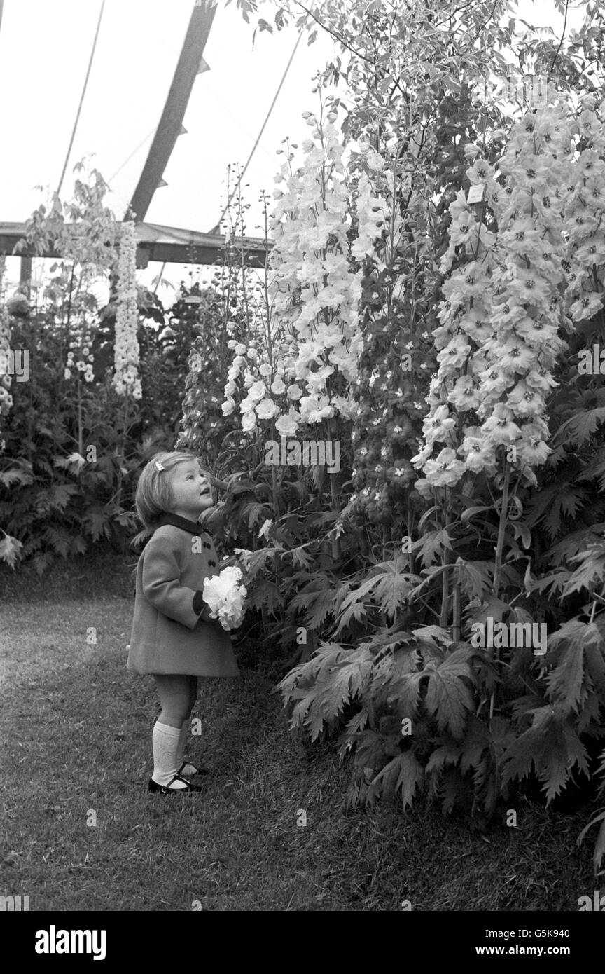 Two-year-old Sara O'Donoghue, of Ulcombe, near Maidstone, Kent, is overwhelmed by colourful six-foot high delphiniums at a preview of the Chelsea Flower Show. Stock Photo