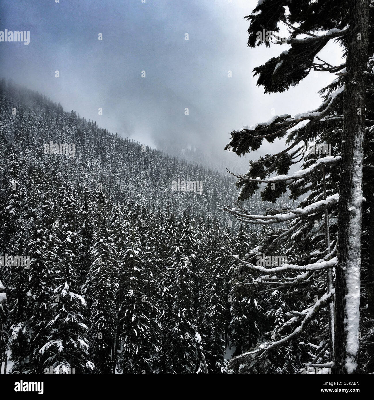 Snowy tree over remote hillside forest - Smartphone Captured Stock Image