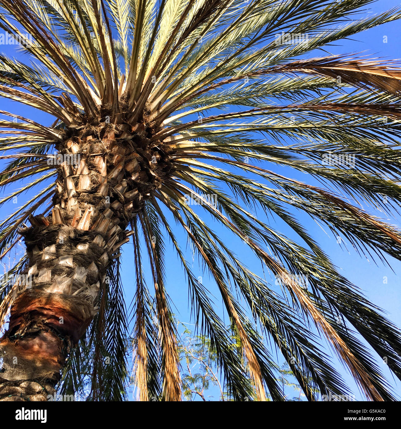 Low angle view of palm tree under blue sky - Smartphone Captured Stock Image