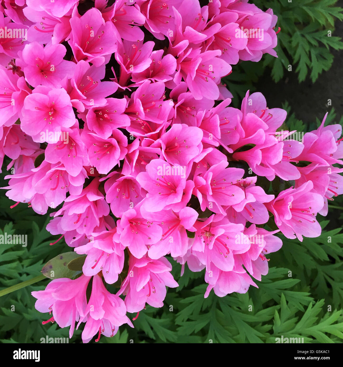 Close up of flowers blooming on shrub - Smartphone Captured Stock Image