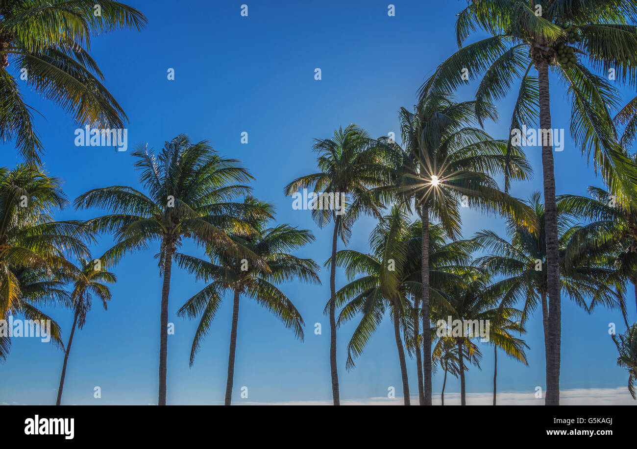 Sun shining through palm trees Stock Photo - Alamy
