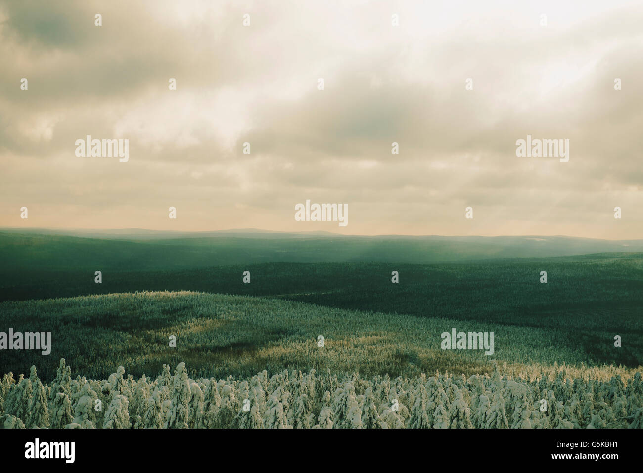 Forests in remote landscape Stock Photo