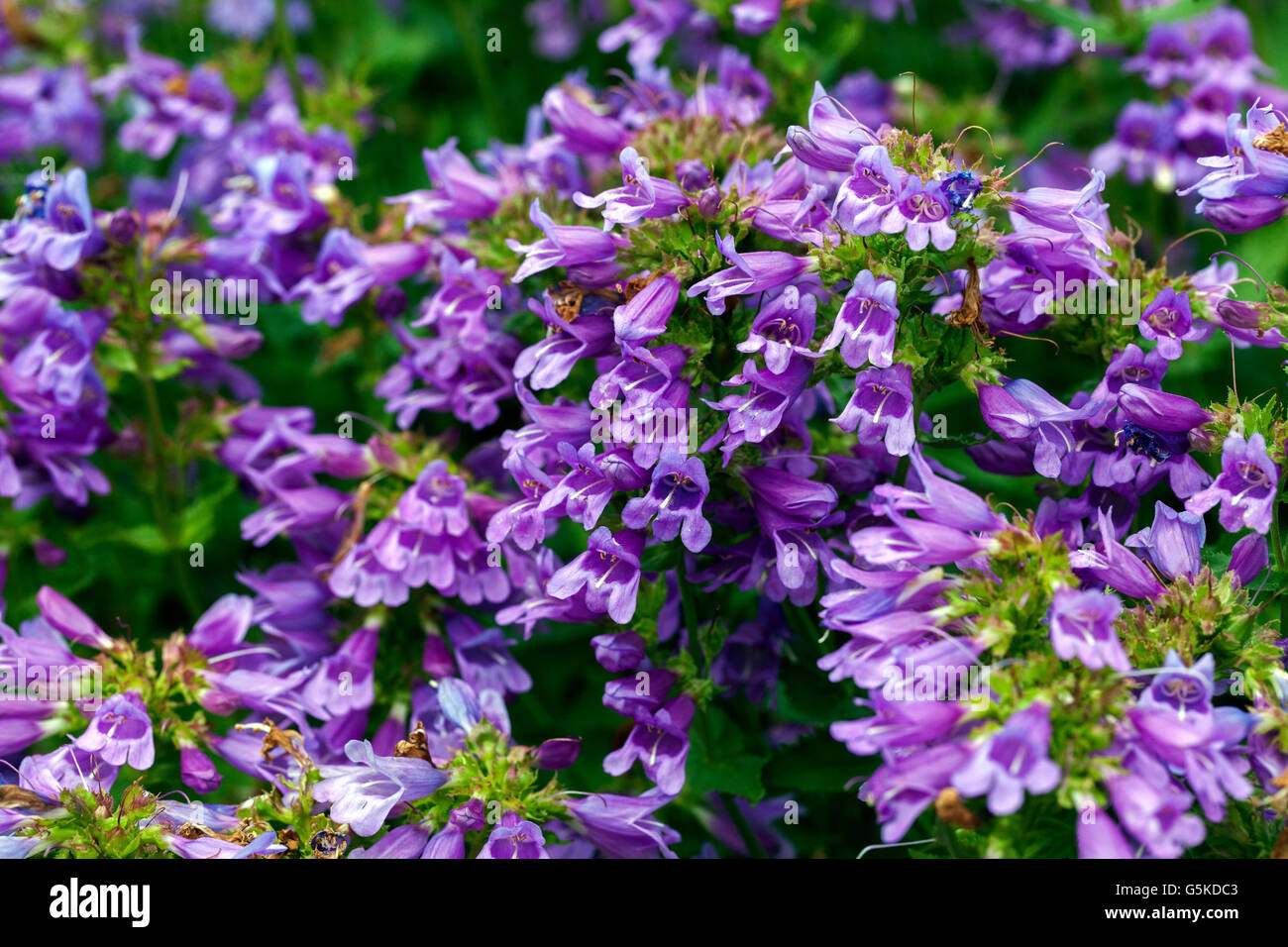 Penstemon newberryi, mountain pride Stock Photo