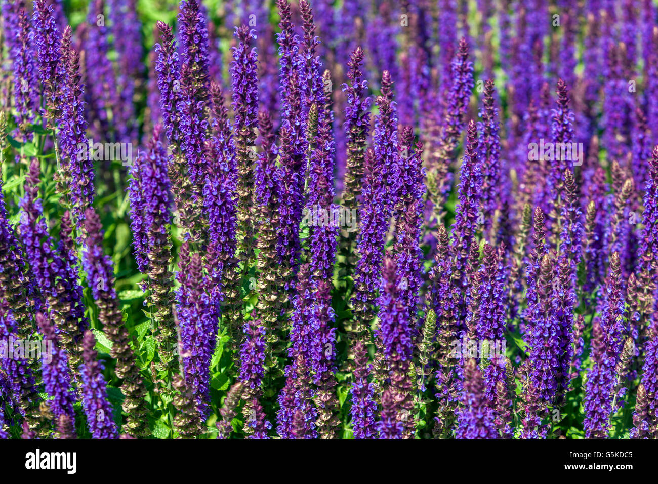 Salvia nemorosa 'Ostfriesland', woodland sage, Balkan clary Stock Photo