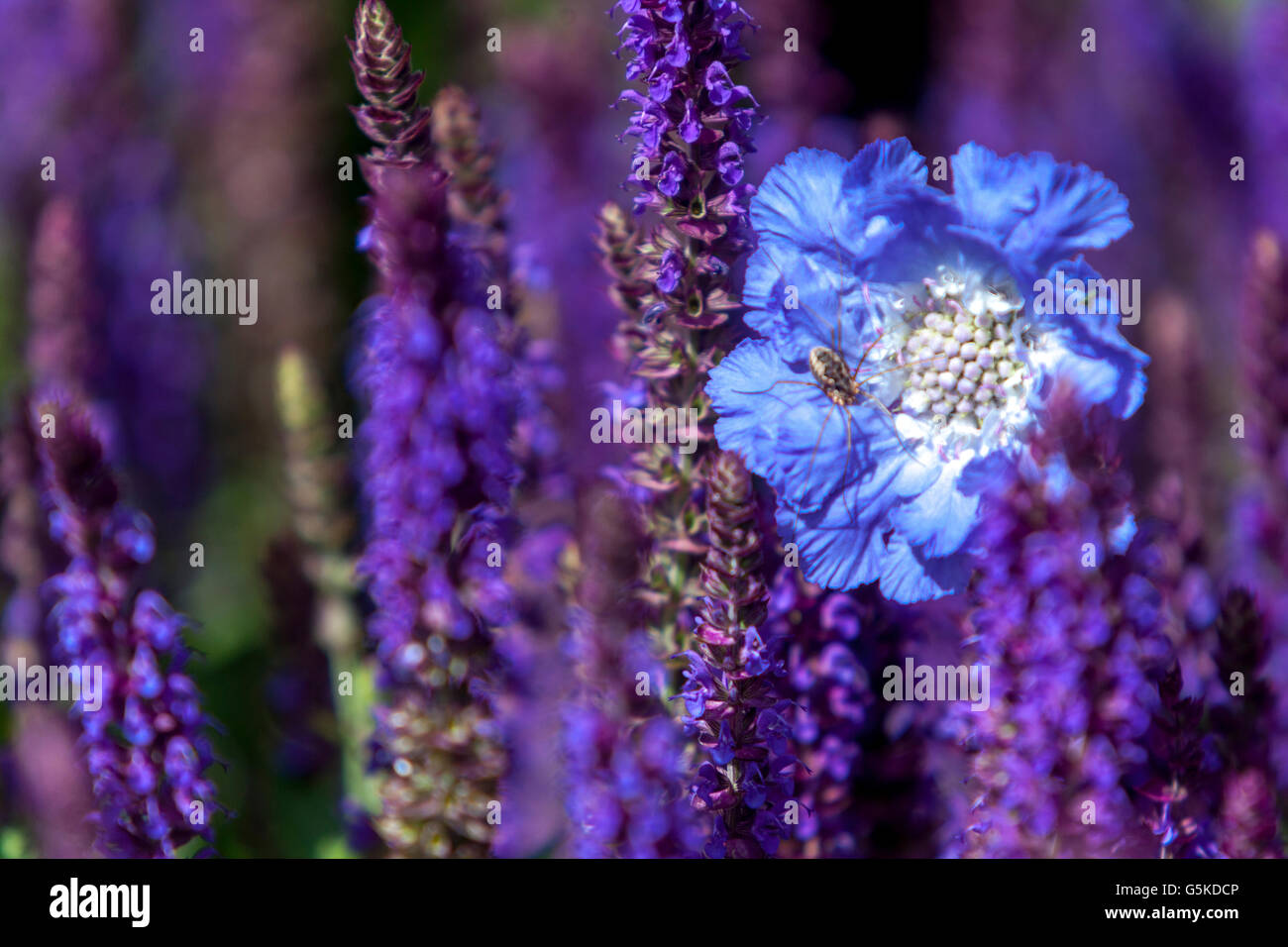 Salvia nemorosa 'Ostfriesland', woodland sage, Balkan clary, Pincushion Flower Lomelosia Scabiosa caucasica 'Perfecta Blue' Stock Photo