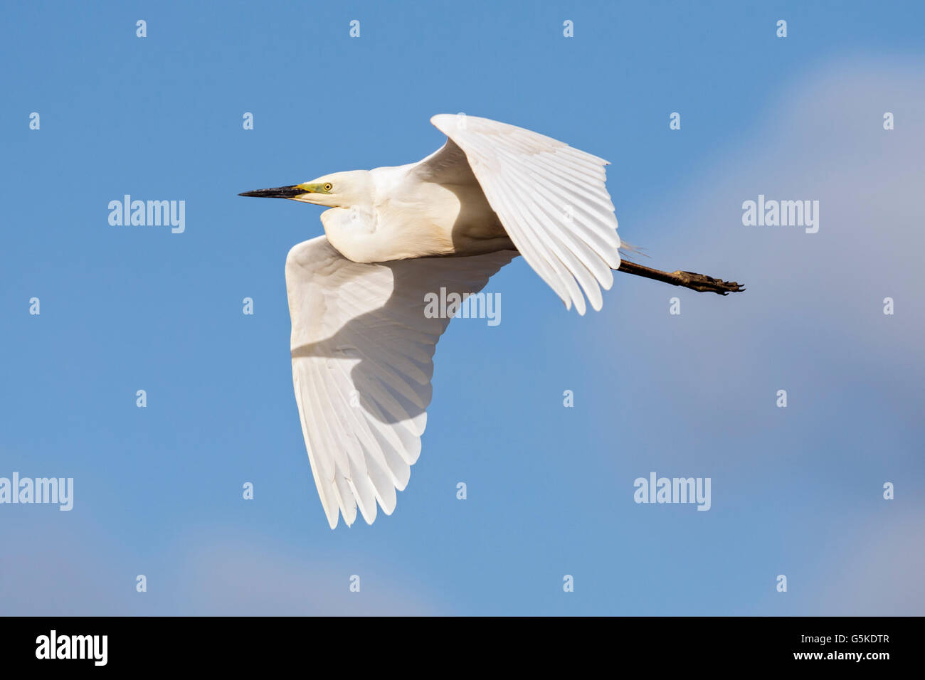 Great white egret in flight Stock Photo