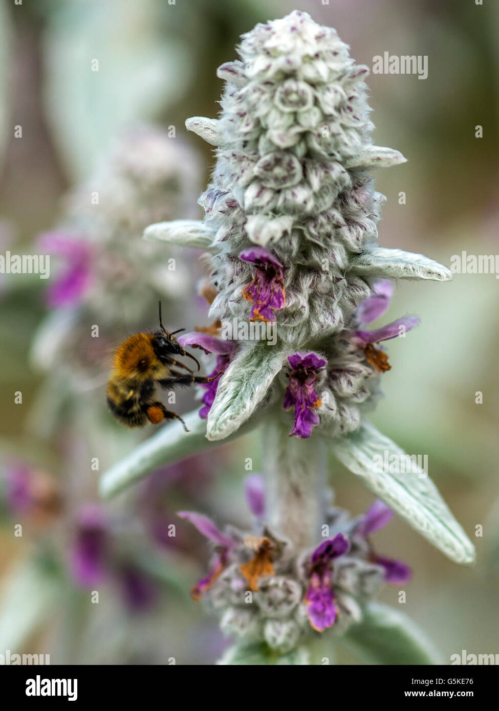 Spring Pollinator, Bumblebee (Bombus) foraging for nectar from the pink ...