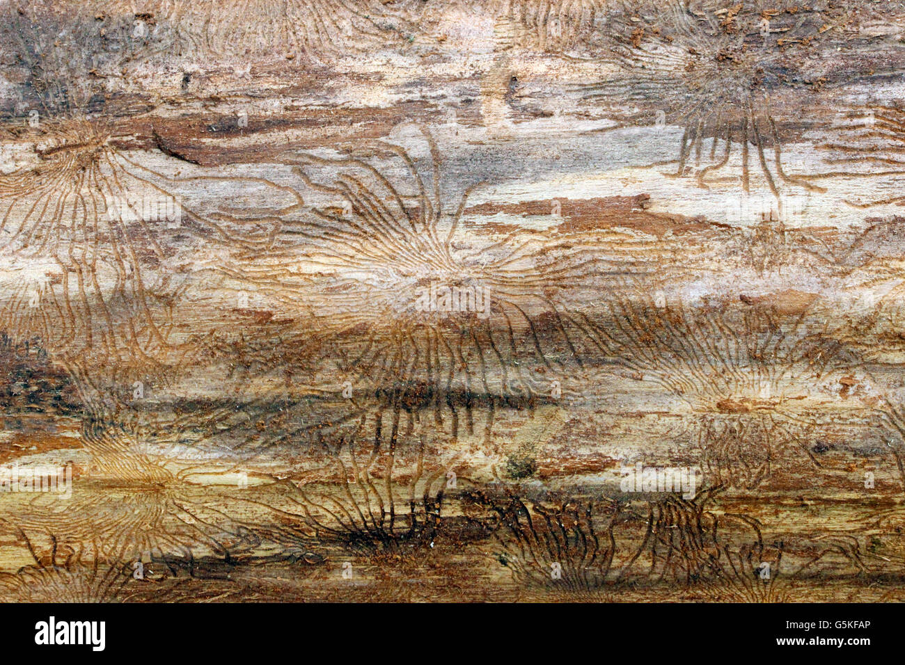 Traces of beetles under the bark on a spruce tree Stock Photo - Alamy