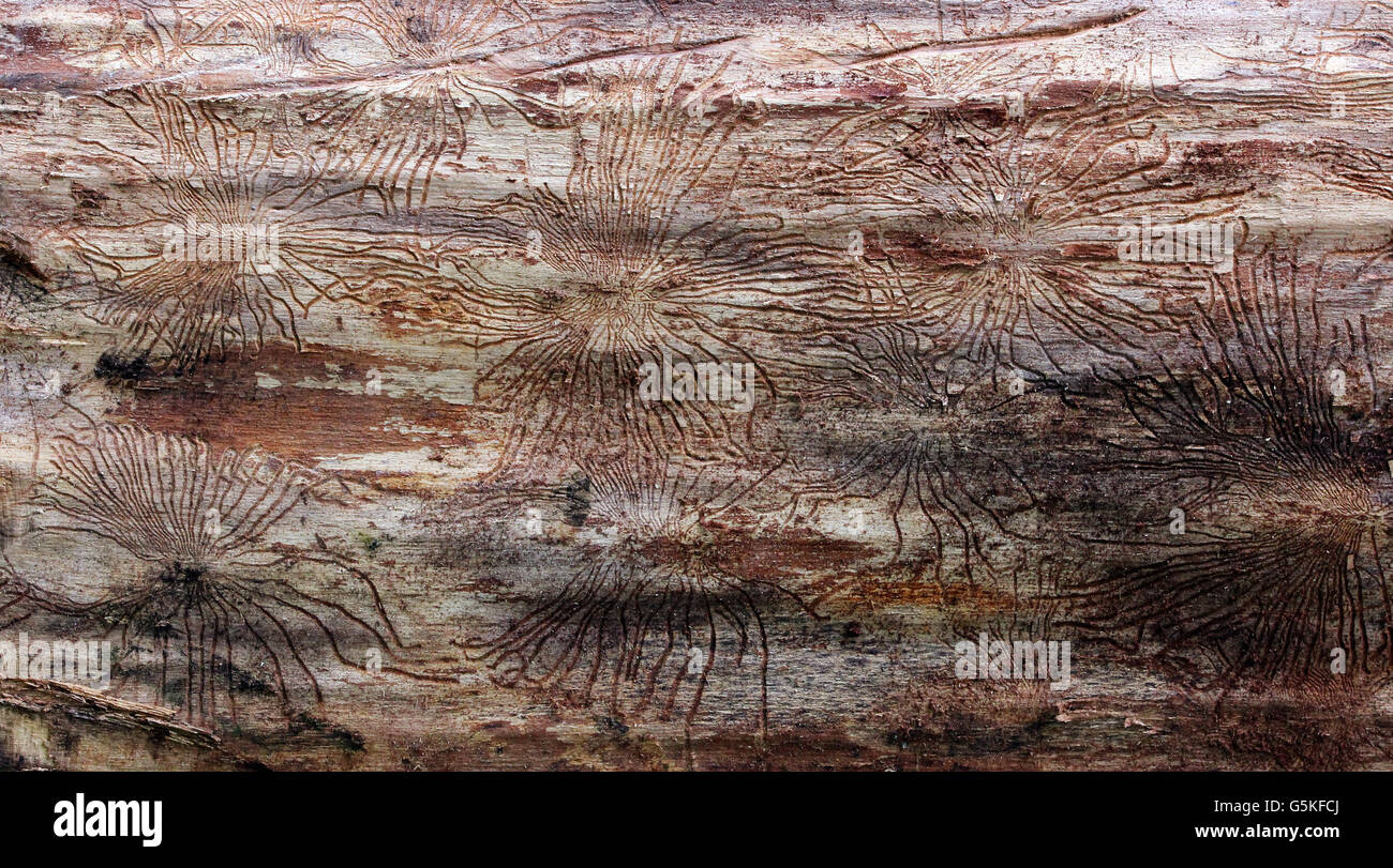 Traces of beetles under the bark on a spruce tree Stock Photo - Alamy