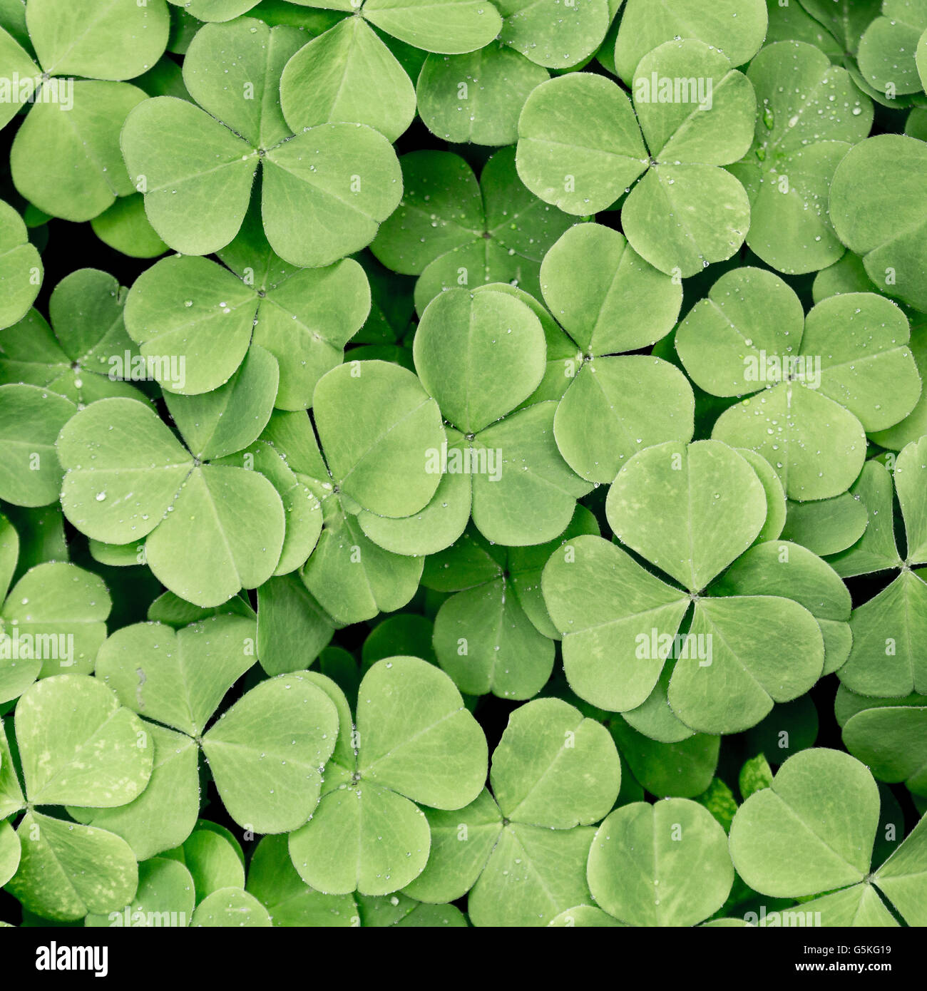 Close up of blooming clover plants Stock Photo Alamy