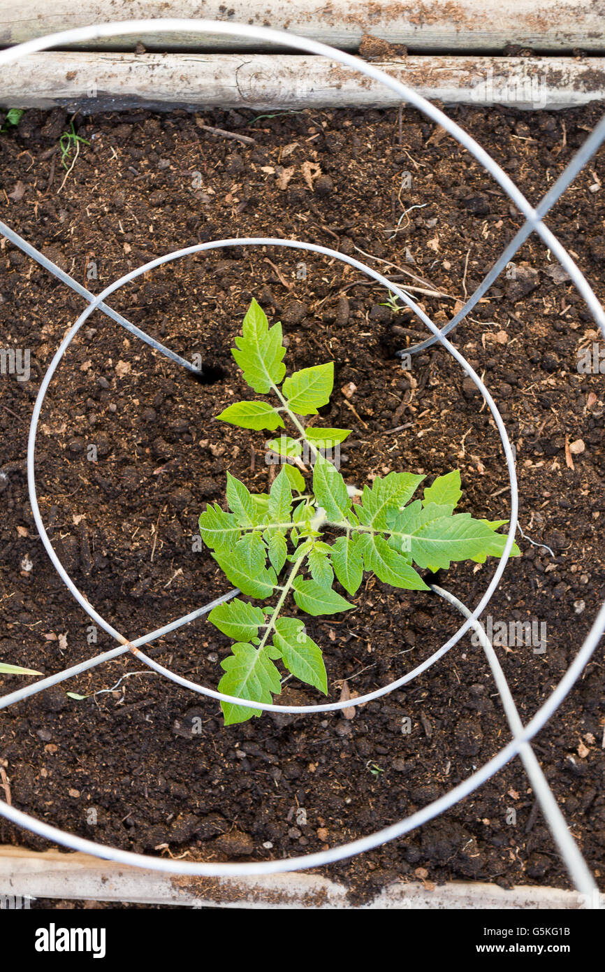 Tomato plant in a tomato plant cage in a raised bed garden Stock Photo