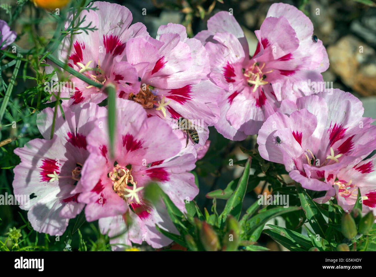 Meadow flowers Clarkia amoena, Dwarf Godetia Stock Photo Alamy