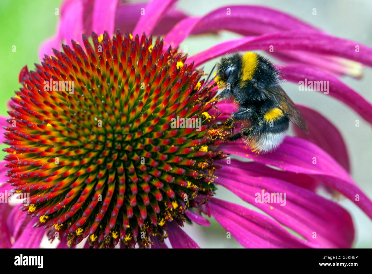 Echinacea, Buff-tailed Bumble bee close up Bombus terrestris pollen Bombus terrestris on flower Insect Stock Photo