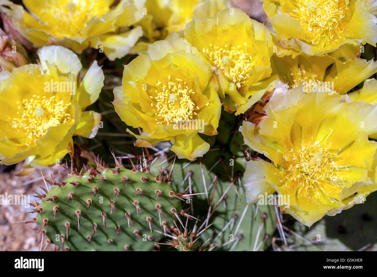 Cover ground Eastern Prickly pear cactus Opuntia humifusa yellow