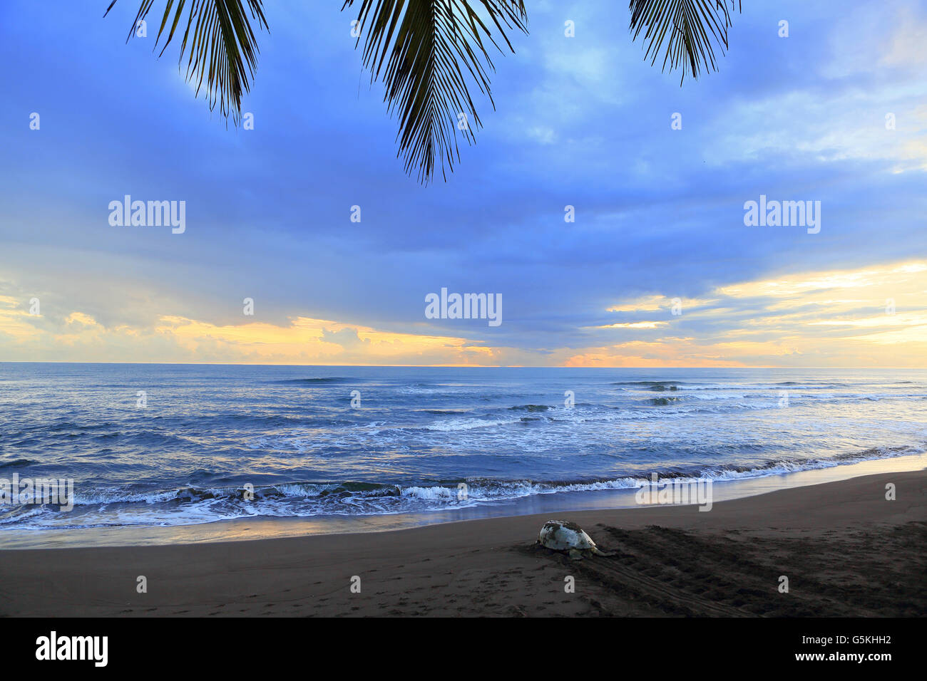 Green turtle (Chelonia mydas) returning to ocean at sunrise after nesting on the beach in Tortuguero National Park, Costa Rica Stock Photo