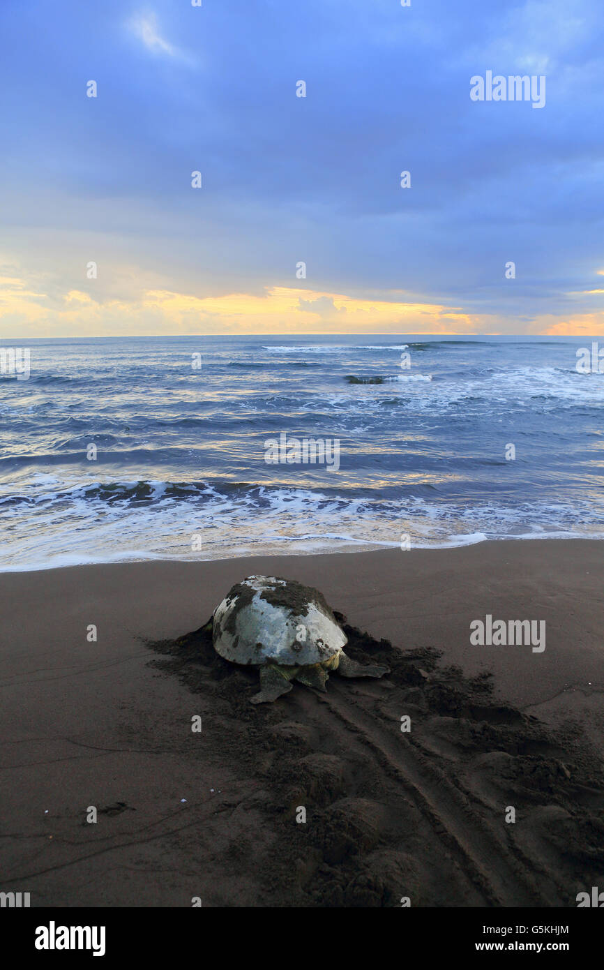 Green turtle (Chelonia mydas) returning to ocean at sunrise after nesting on the beach in Tortuguero National Park, Costa Rica Stock Photo