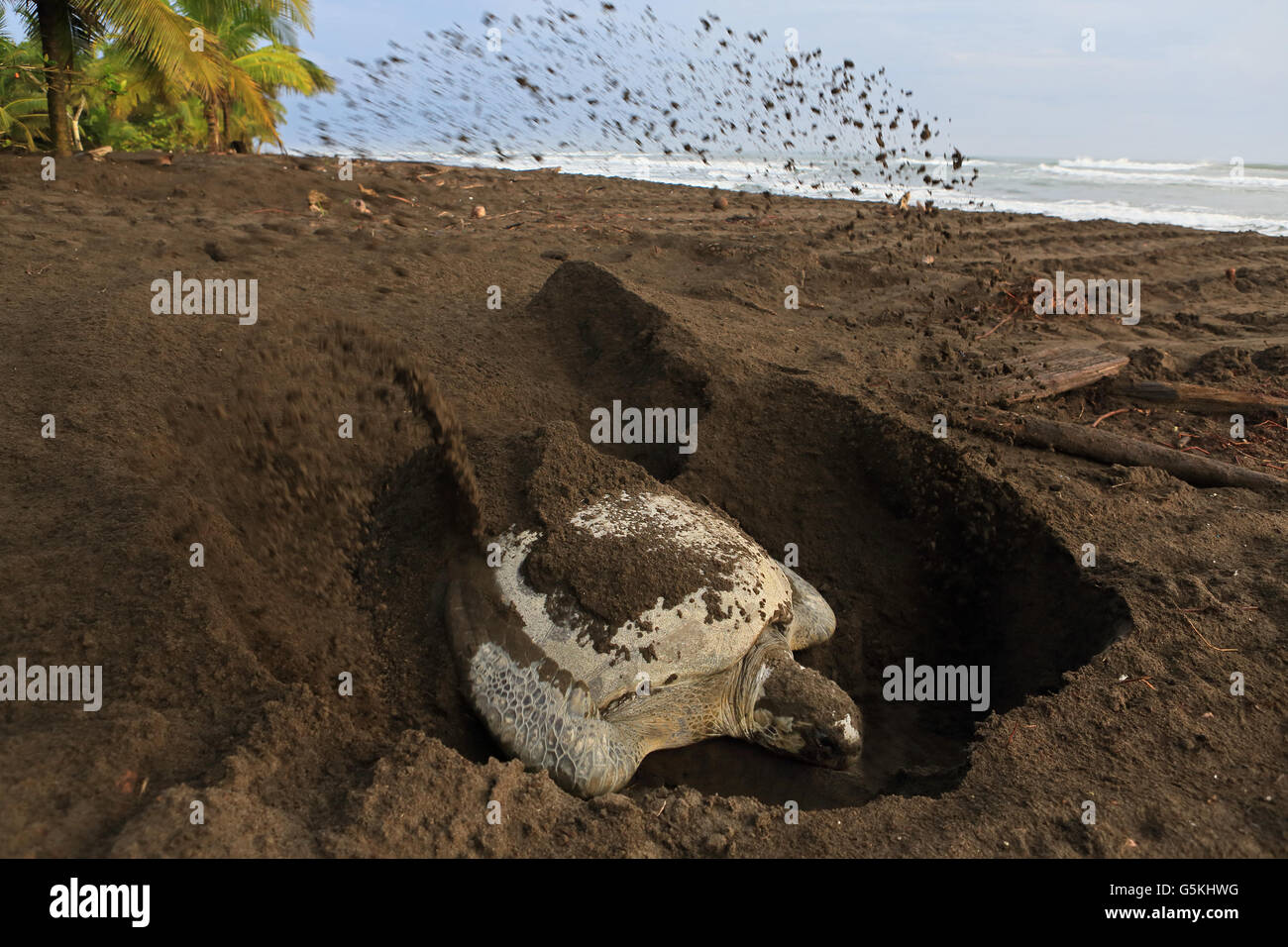 Female green turtle (Chelonia mydas) burying her nest early in the morning on the beach in Tortuguero National Park, Costa Rica. Stock Photo