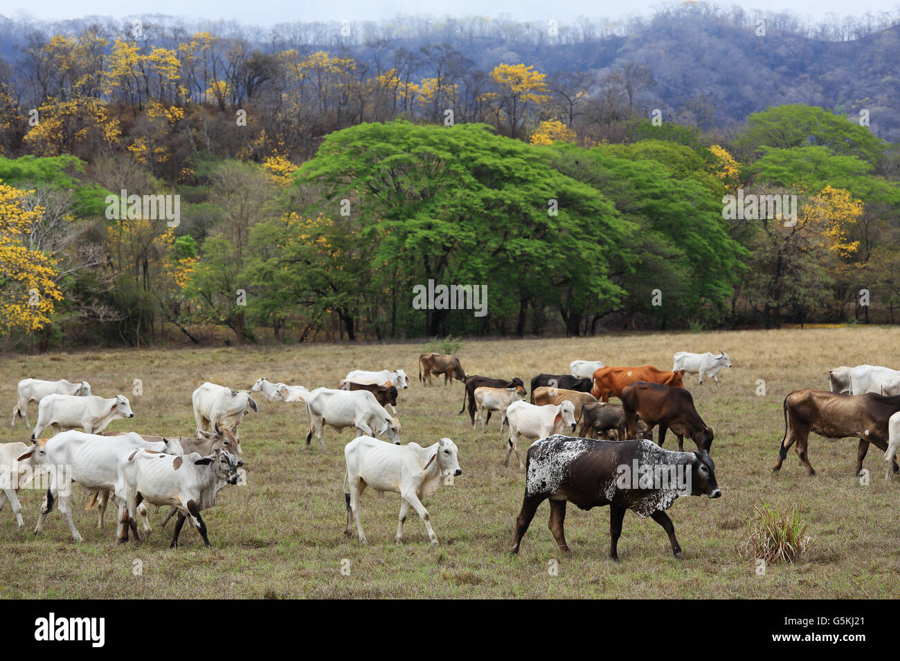 Cattle, blooming yellow cortez trees and recently burnt forest. Nicoya peninsula, Guanacaste, CostaRica. Stock Photo